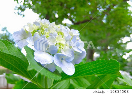 紫陽花 (1) 16354508
