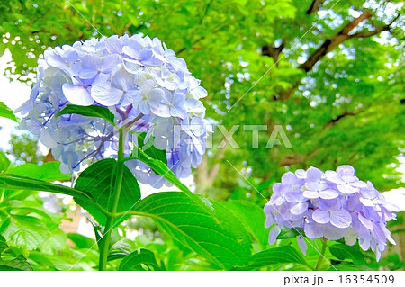 紫陽花 (2) 16354509