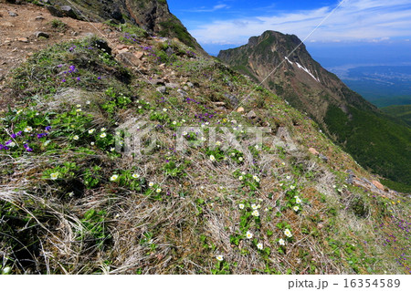 ハクサンイチゲの花と八ヶ岳・阿弥陀岳を望む 16354589
