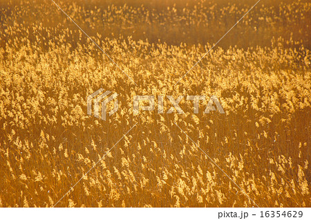 葦原　夕日　 16354629