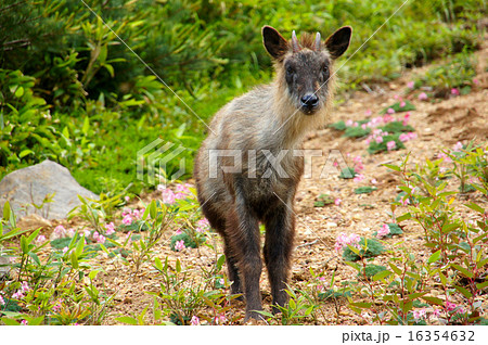 ニホンカモシカ　と　コマクサ 16354632