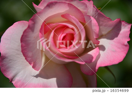 須磨離宮公園の薔薇 須磨離宮公園の薔薇 16354699