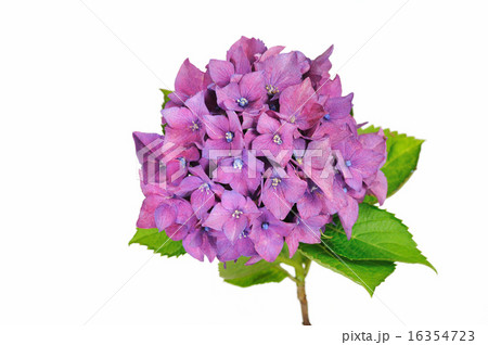 白背景のアジサイ 白背景のアジサイ 16354723