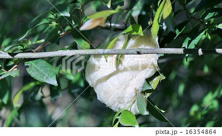 モリアオガエルの卵 16354864