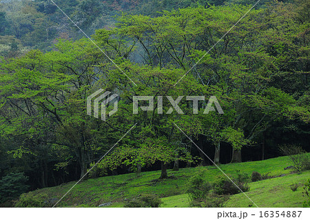 深緑 深緑 16354887