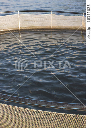 Cages for fish farming Cages for fish farming 16355028
