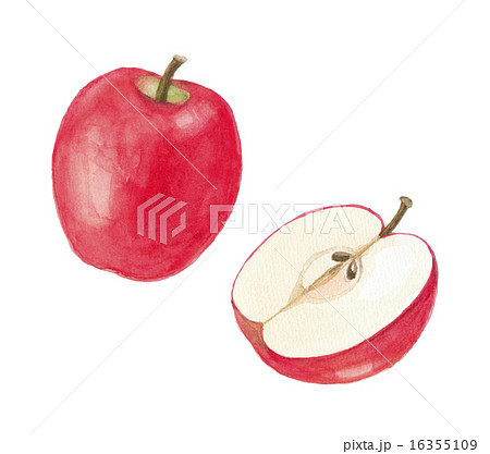 リンゴのイラスト素材