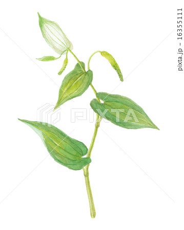 半夏生 ハンゲショウ 半夏生 ハンゲショウ 16355111