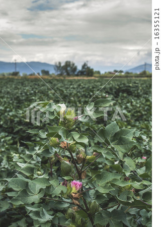 Blooming cotton 16355121