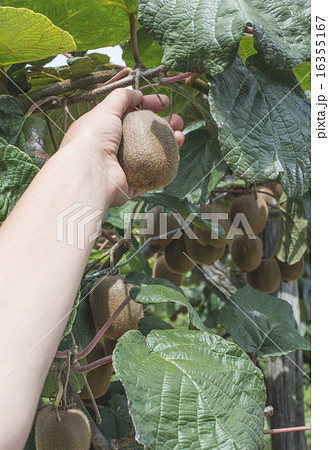 Kiwi plant 16355167