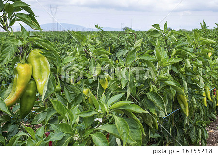 Plantations of peppers in the field 16355218