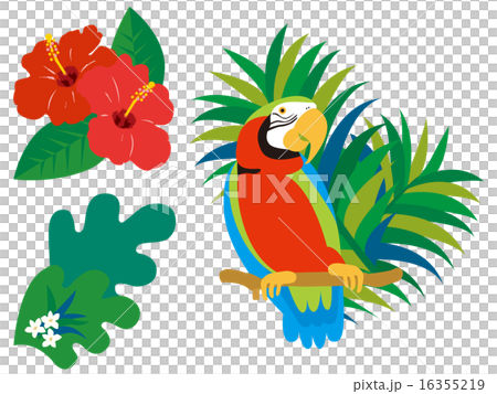 南国3種セット,オウム,ハイビスカス,プリメリア 16355219