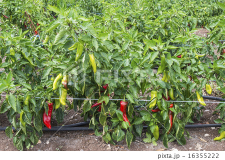 Plantations of peppers in the field 16355222