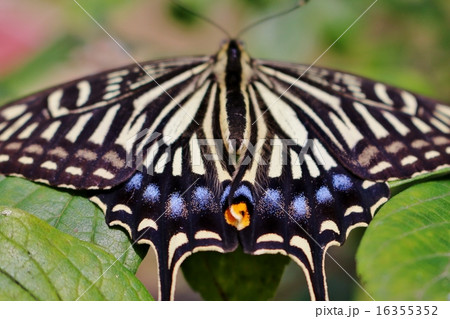 アゲハチョウ 16355352