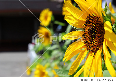 向日葵 向日葵 16355353