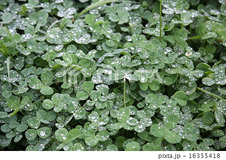 クローバ 16355418