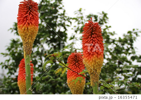 梅雨のトリトマ 16355471