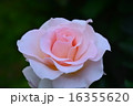 須磨離宮公園の薔薇 16355620