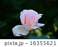 須磨離宮公園の薔薇 16355621