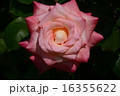 須磨離宮公園の薔薇 16355622