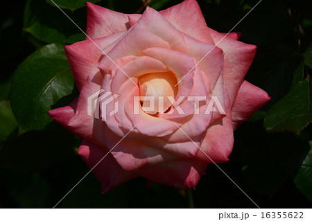 須磨離宮公園の薔薇 須磨離宮公園の薔薇 16355622