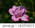 須磨離宮公園の薔薇 16355623