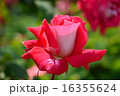 須磨離宮公園の薔薇 16355624