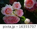 須磨離宮公園の薔薇 16355707