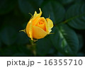 須磨離宮公園の薔薇 16355710