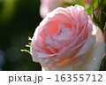 須磨離宮公園の薔薇 16355712