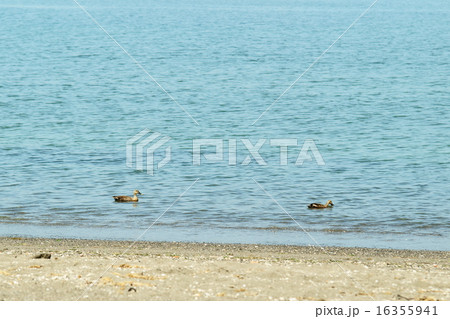 鴨の海水浴 16355941