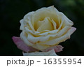 須磨離宮公園の薔薇 16355954