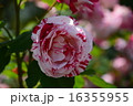 須磨離宮公園の薔薇 16355955