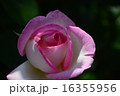 須磨離宮公園の薔薇 16355956