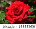 須磨離宮公園の薔薇 16355959