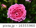須磨離宮公園の薔薇 16355960