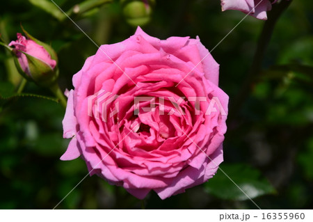 須磨離宮公園の薔薇 須磨離宮公園の薔薇 16355960