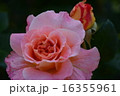 須磨離宮公園の薔薇 16355961