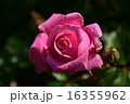 須磨離宮公園の薔薇 16355962