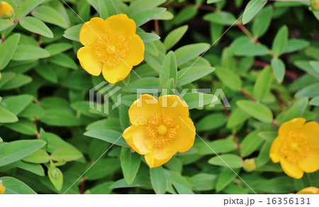 タイリンキンシバイ 16356131