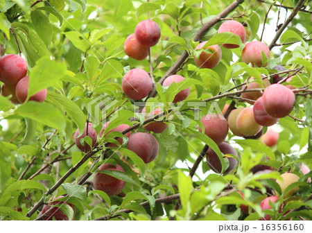 スモモ スモモ 16356160