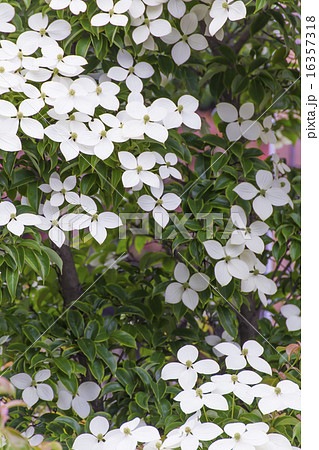 6月 山法師の白い花の写真素材