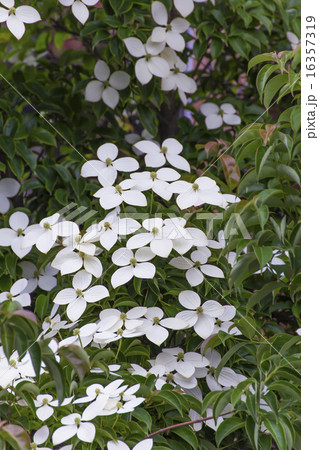 6月 山法師の白い花の写真素材