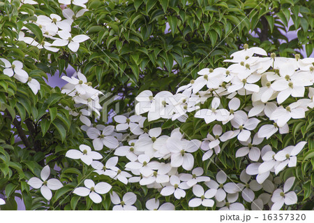 6月 山法師の白い花 6月 山法師の白い花 16357320