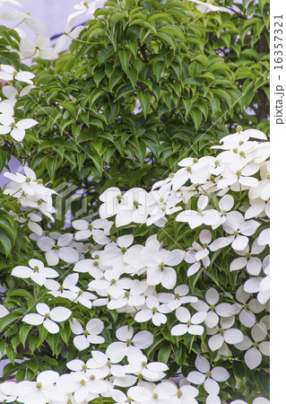 6月 山法師の白い花 6月 山法師の白い花 16357321