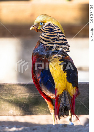 Golden pheasant full-body shot 16357454