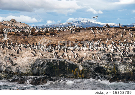 King Cormorant colony sits on an Island in Beagle 16358789