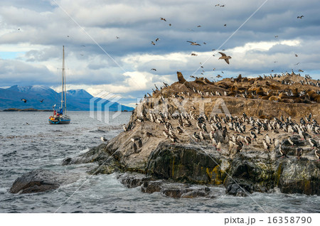 King Cormorant colony sits on an Island in Beagle 16358790