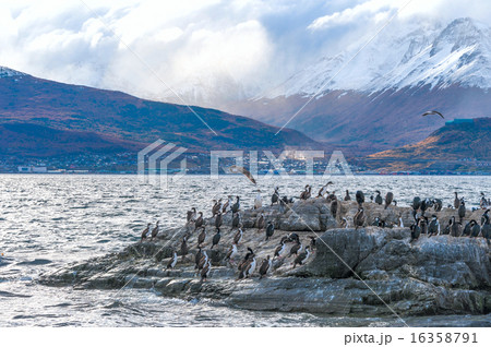 King Cormorant colony sits on an Island in Beagle 16358791