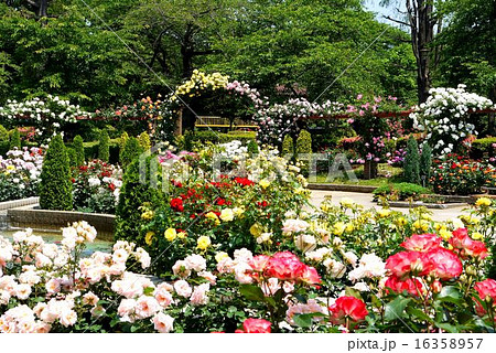 里見公園 バラ園 5月 千葉県市川市の写真素材